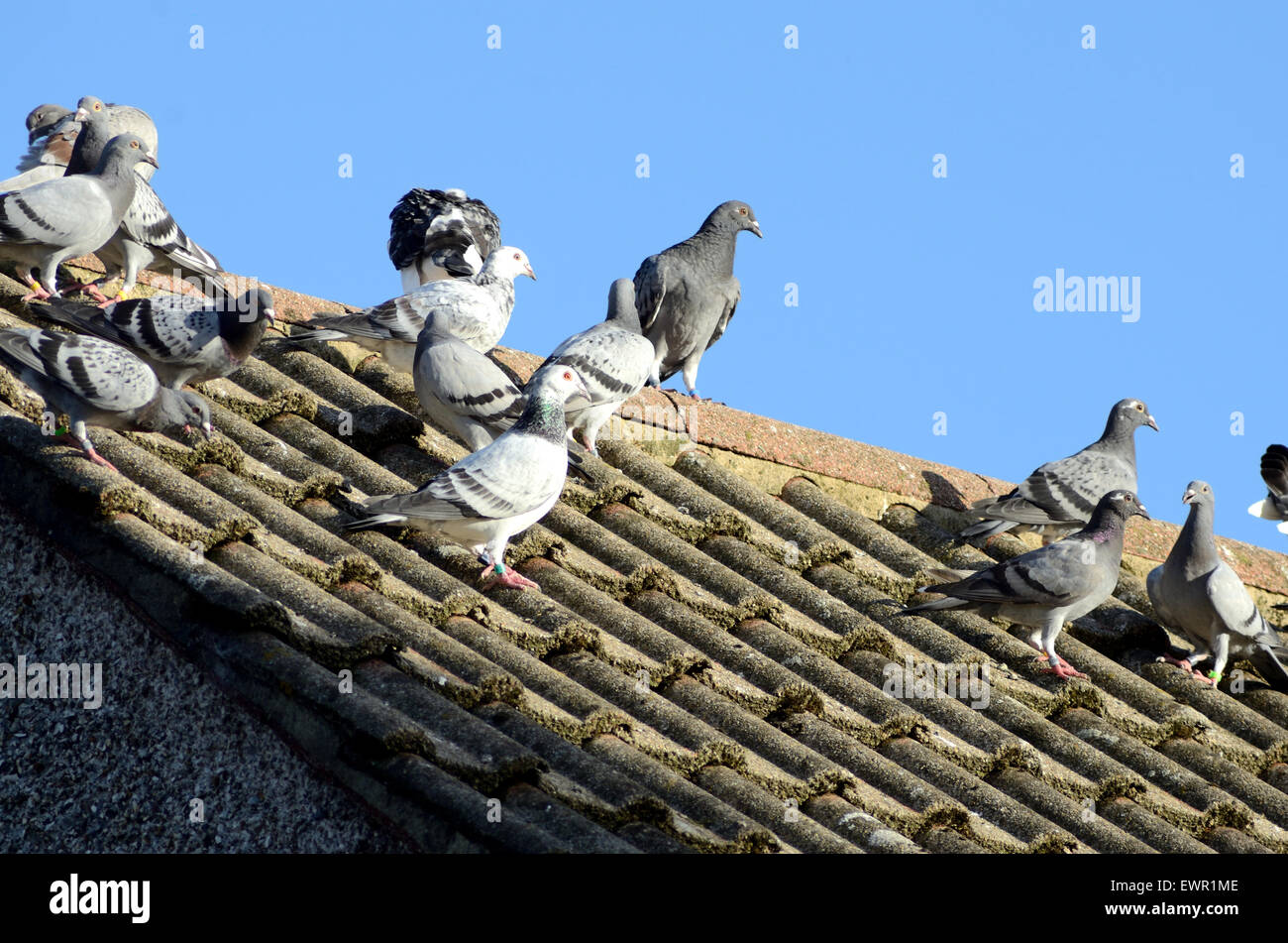 Pigeons on the roof of a house. Stock Photo