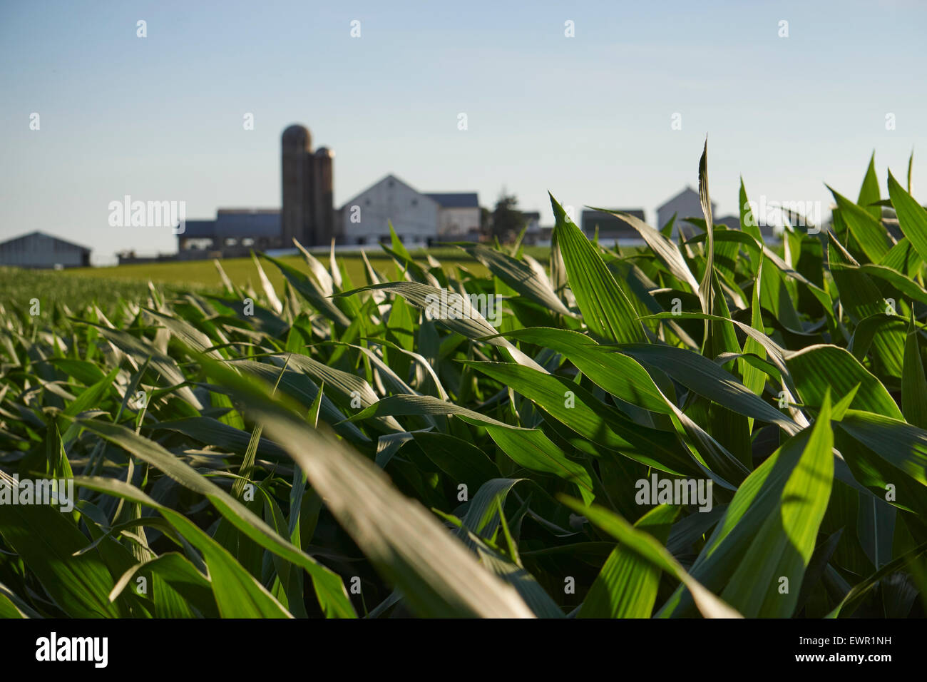cornfield with farm in the background, Lancaster County, PA, USA Stock Photo