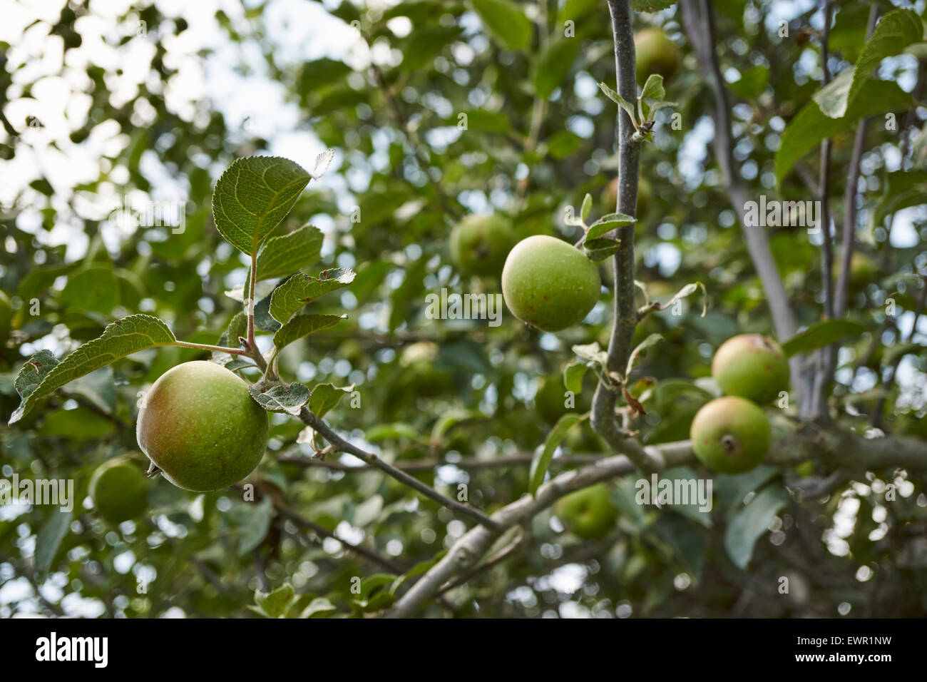 Young apples on the tree, Rodale Institute, Kutztown, PA, USA Stock Photo