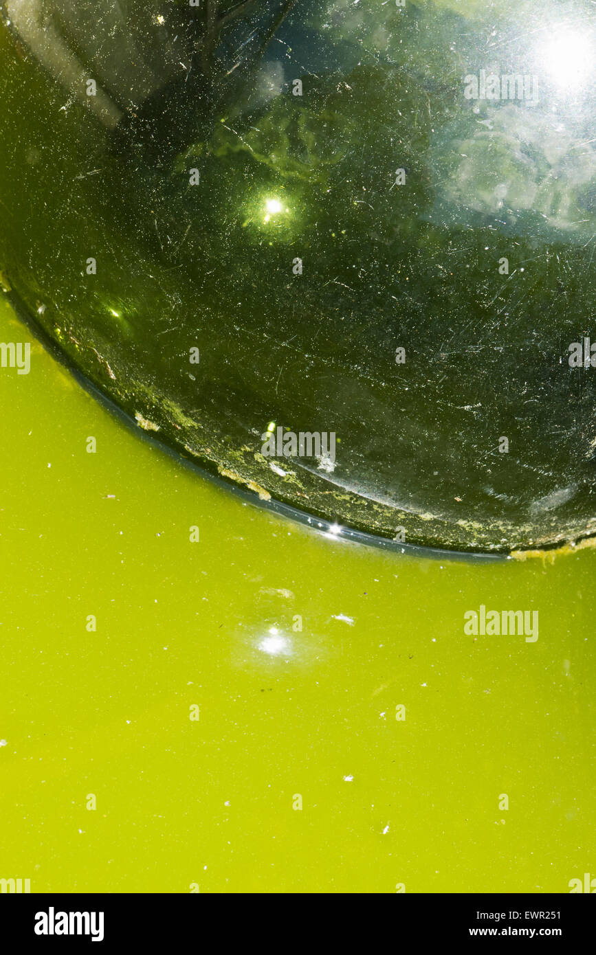 Green glass globe floating in water green with algae. Stock Photo
