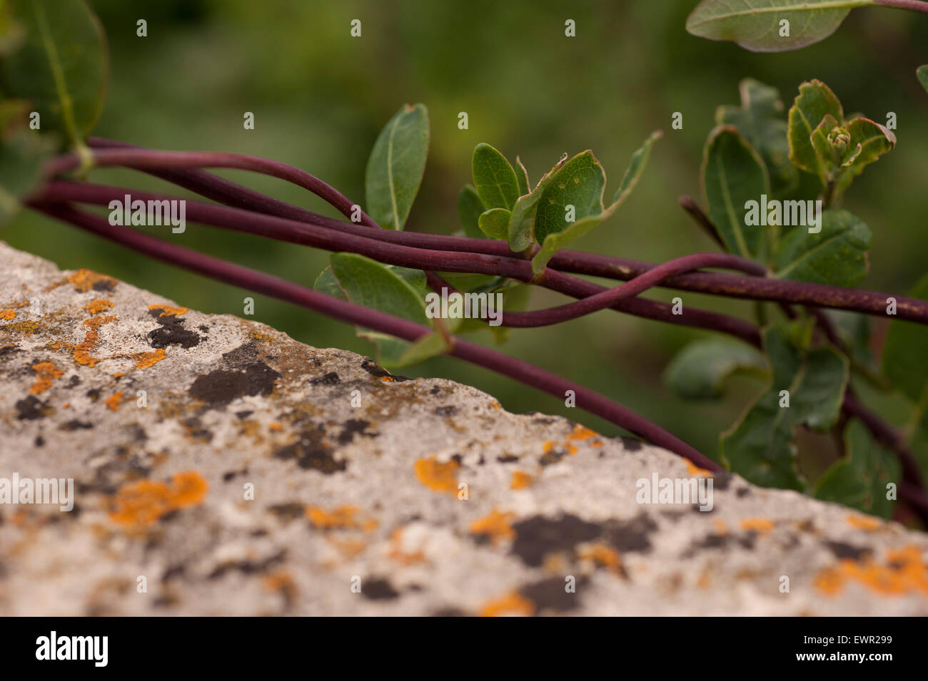close-up of stems of honeysuckle  twisted around each other growing near lichen covered  sandstone wall. Stock Photo
