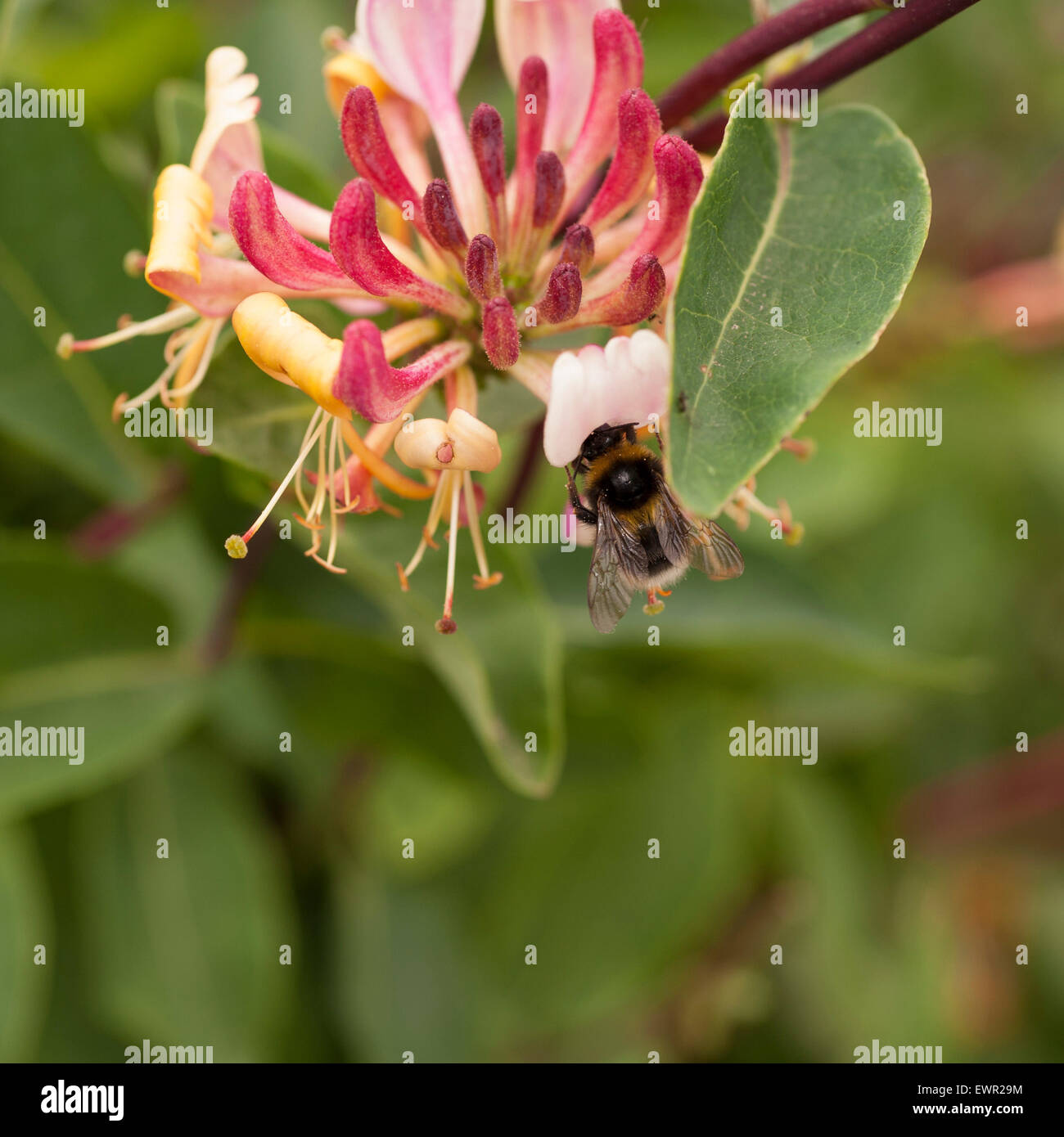 Close-up of honey bee feeding on honey suckle flower.Taken in garden in summer sunchine. Stock Photo