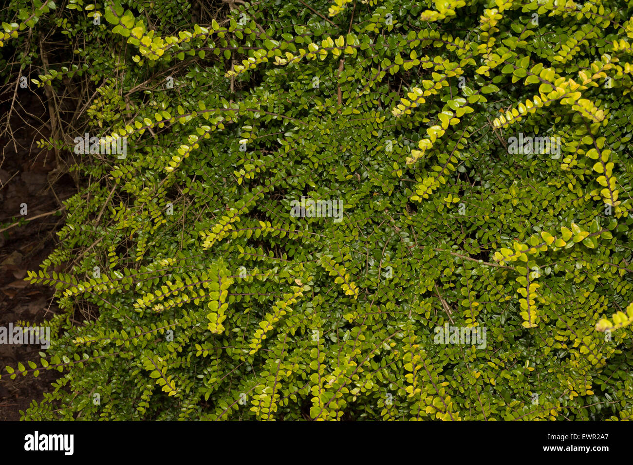 Golden privet hedge section in summer sunshine brown stems on left side Stock Photo