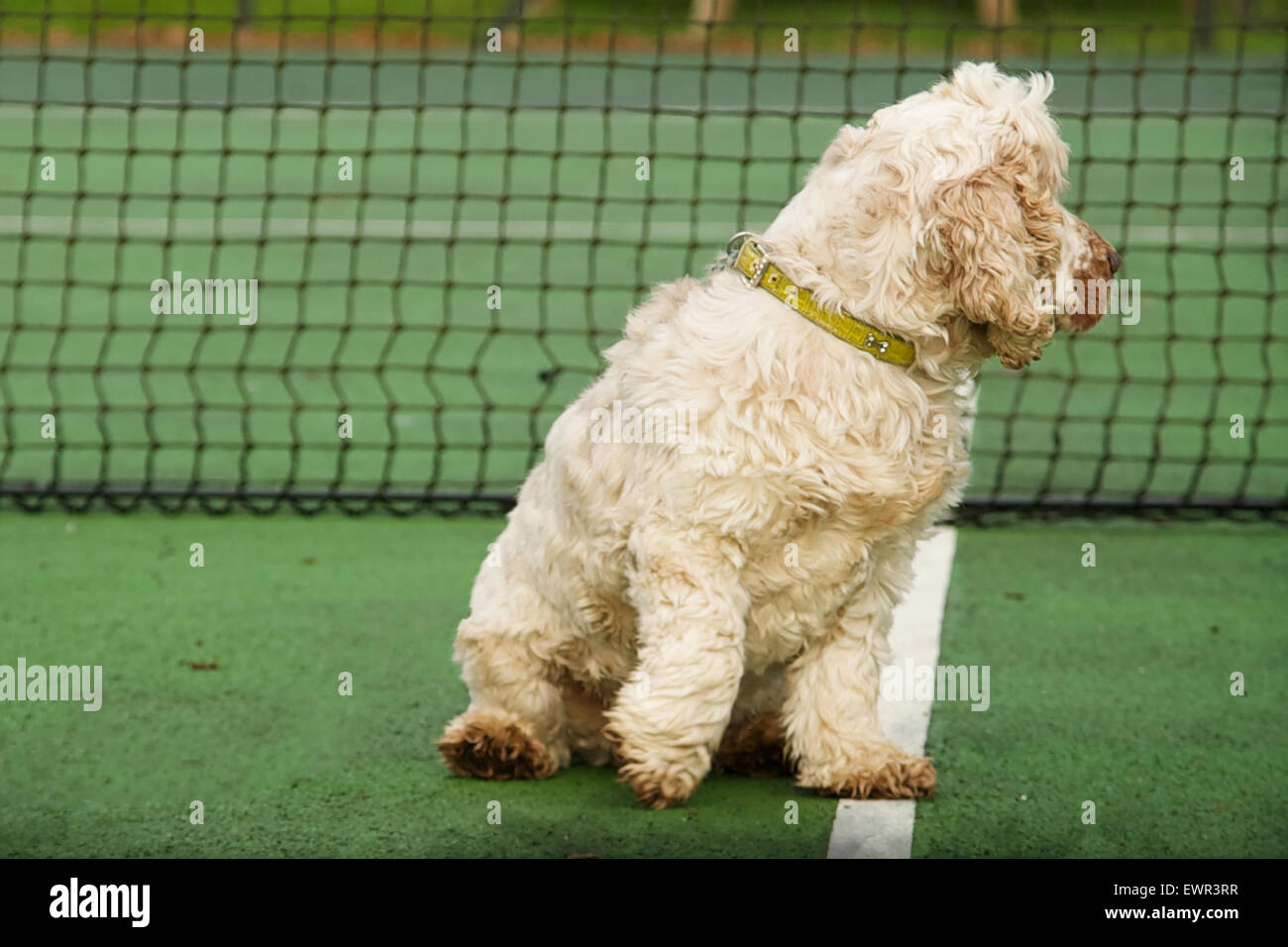 Dog on tennis center service  line  by net looking off to his left.  Cocker spaniel orange roan with paw on center line. Stock Photo