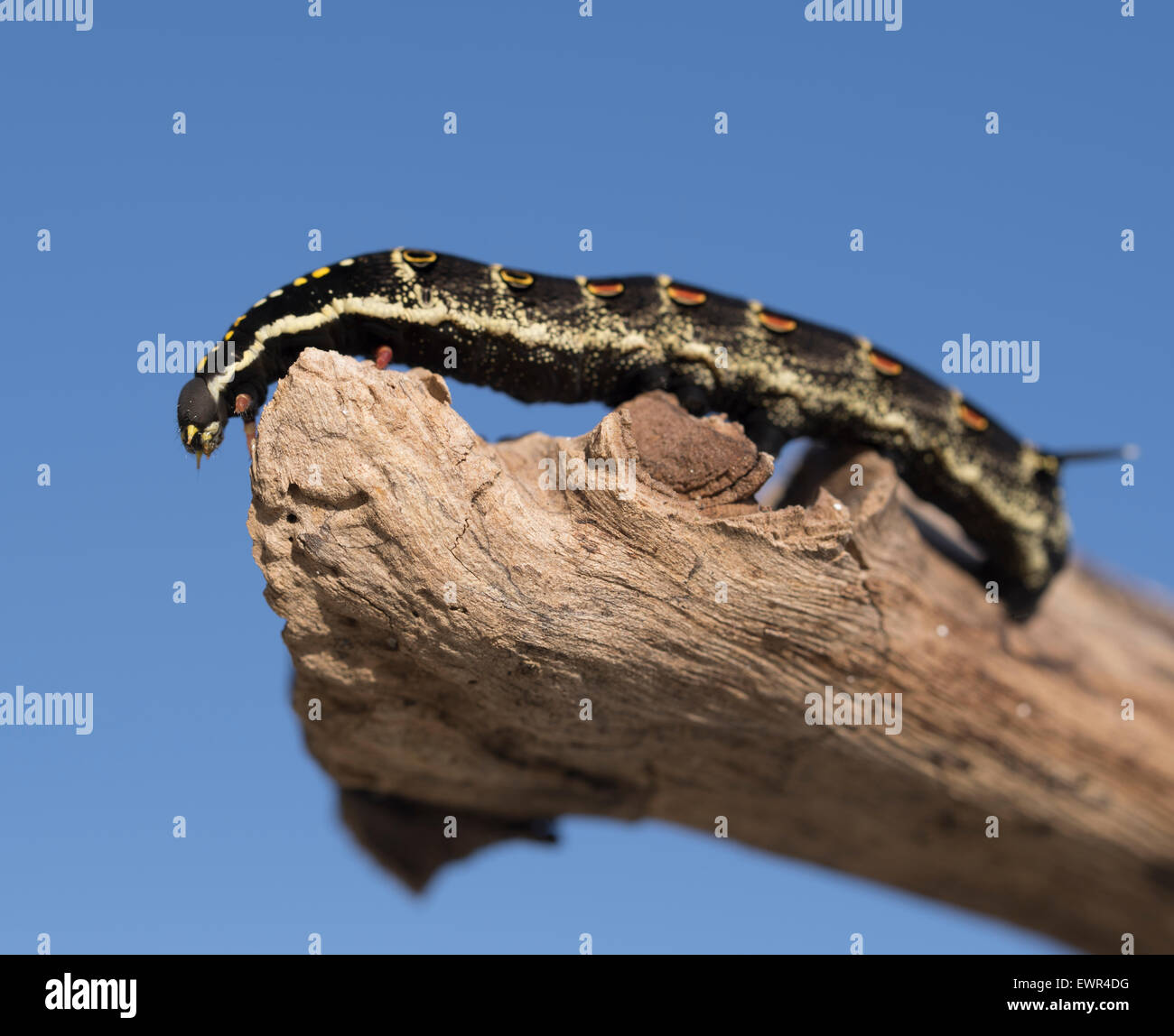 Caterpillar in Okinawa, Japan Stock Photo Alamy
