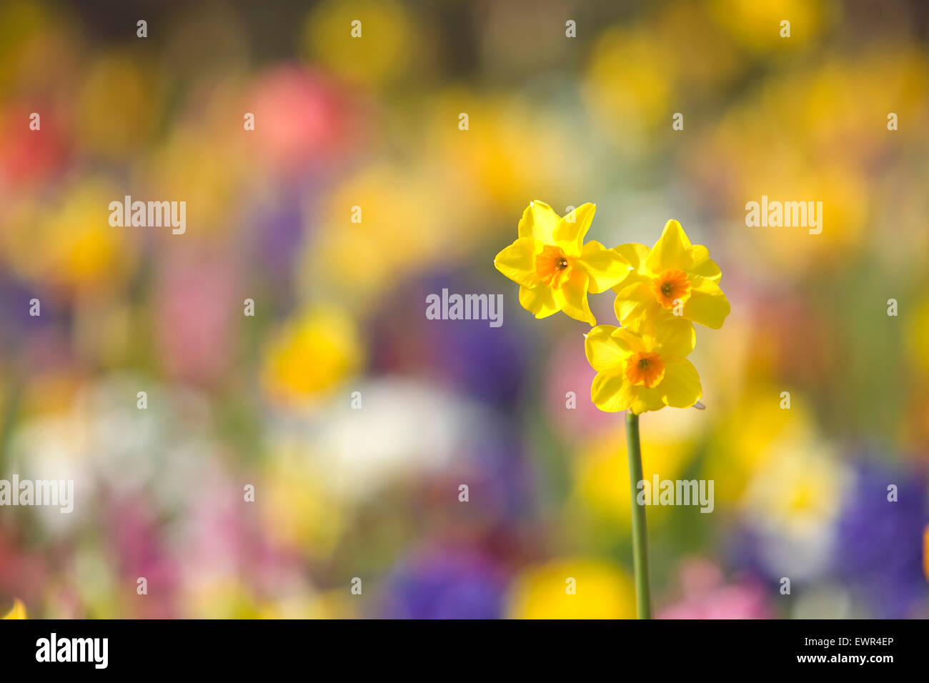 Close up of daffodils lit by soft springtime sunshine, background out of focus. Photo taken in the garden of Shrewsbury Castle, Shropshire. 2015. Stock Photo
