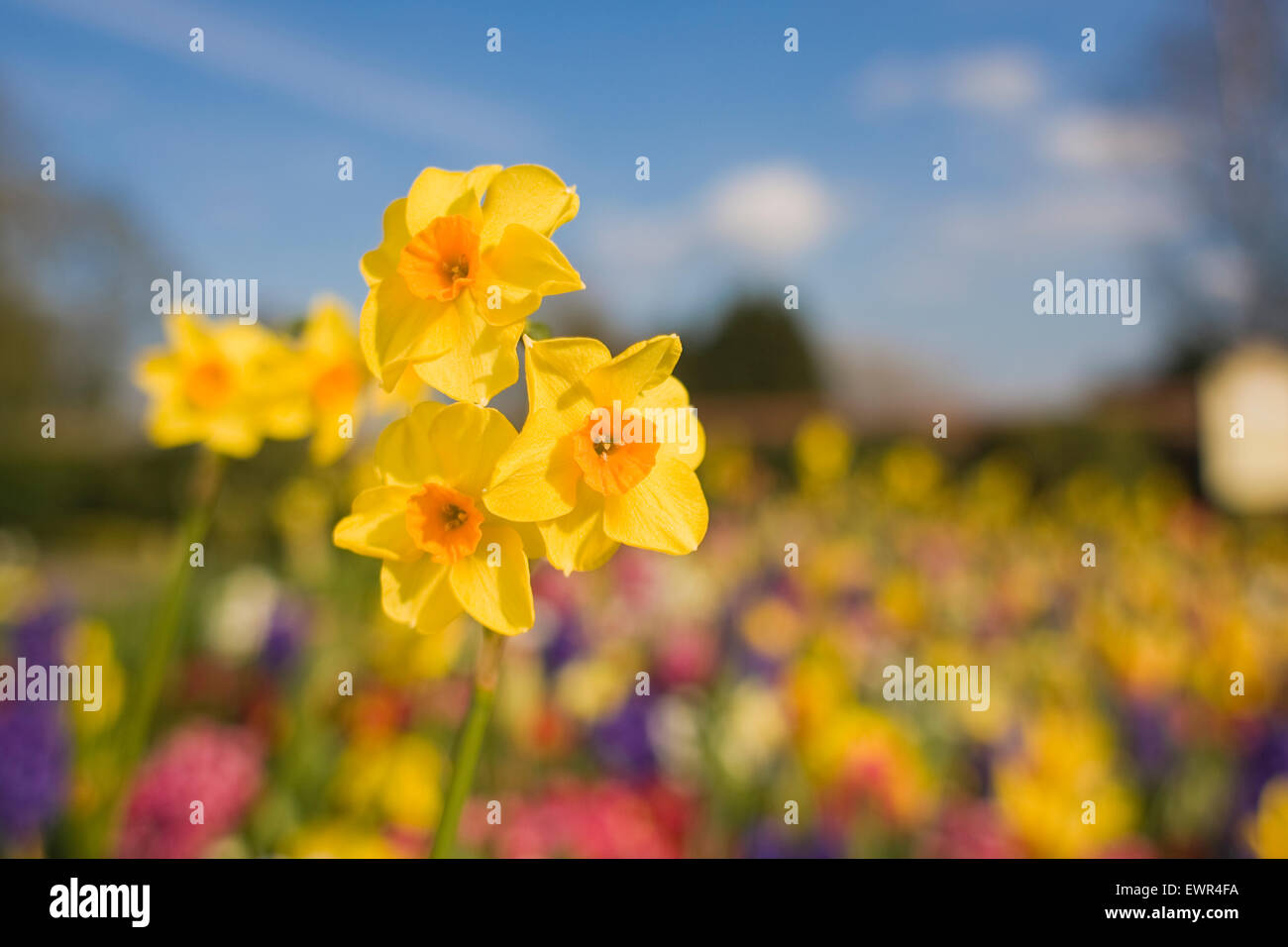 Close up of daffodils lit by soft springtime sunshine, background out of focus. Photo taken in the garden of Shrewsbury Castle, Shropshire. 2015. Stock Photo