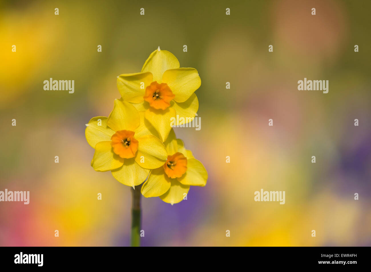 Close up of daffodils lit by soft springtime sunshine, background out of focus. Photo taken in the garden of Shrewsbury Castle, Shropshire. 2015. Stock Photo