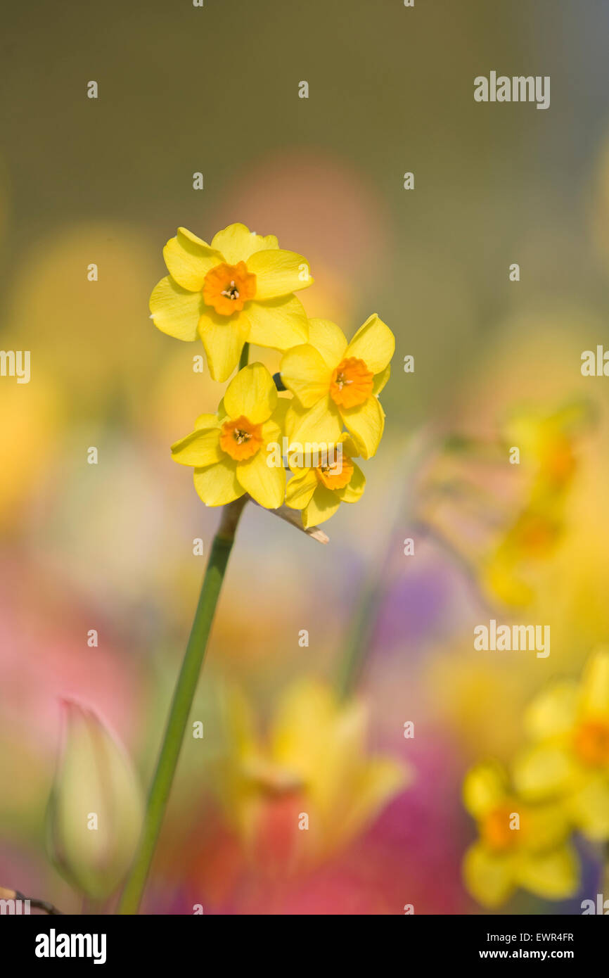 Close up of 4 daffodils lit by soft springtime sunshine, background out of focus. Photo taken in the garden of Shrewsbury Castle, Shropshire. 2015. Stock Photo