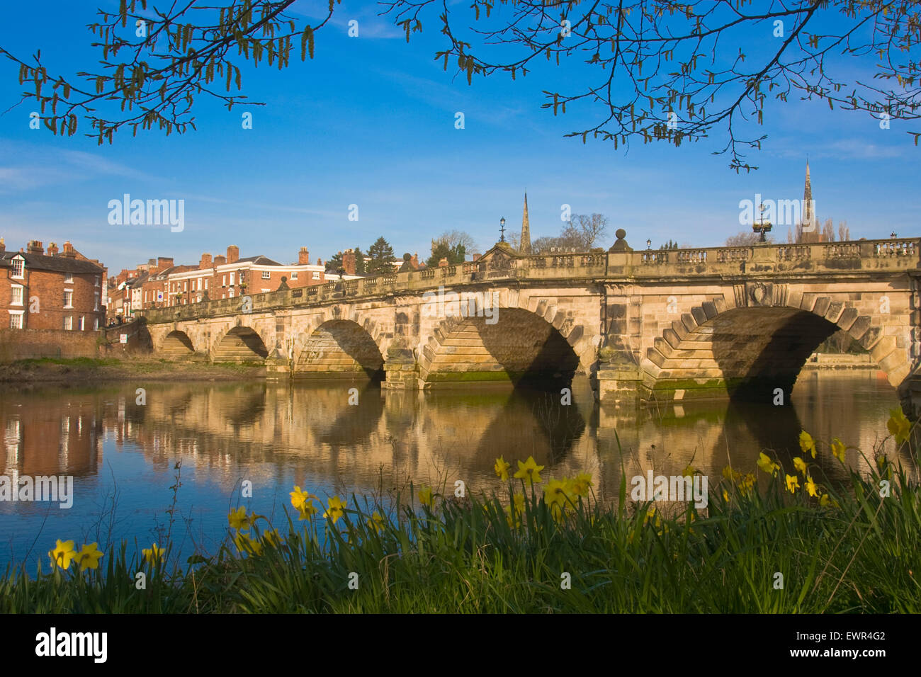 Daffodils near the River Severn and English Bridge in Shrewsbury, Shropshire, April 2015. The blue sky and sunshine adds to the beautiful spring scene. Stock Photo
