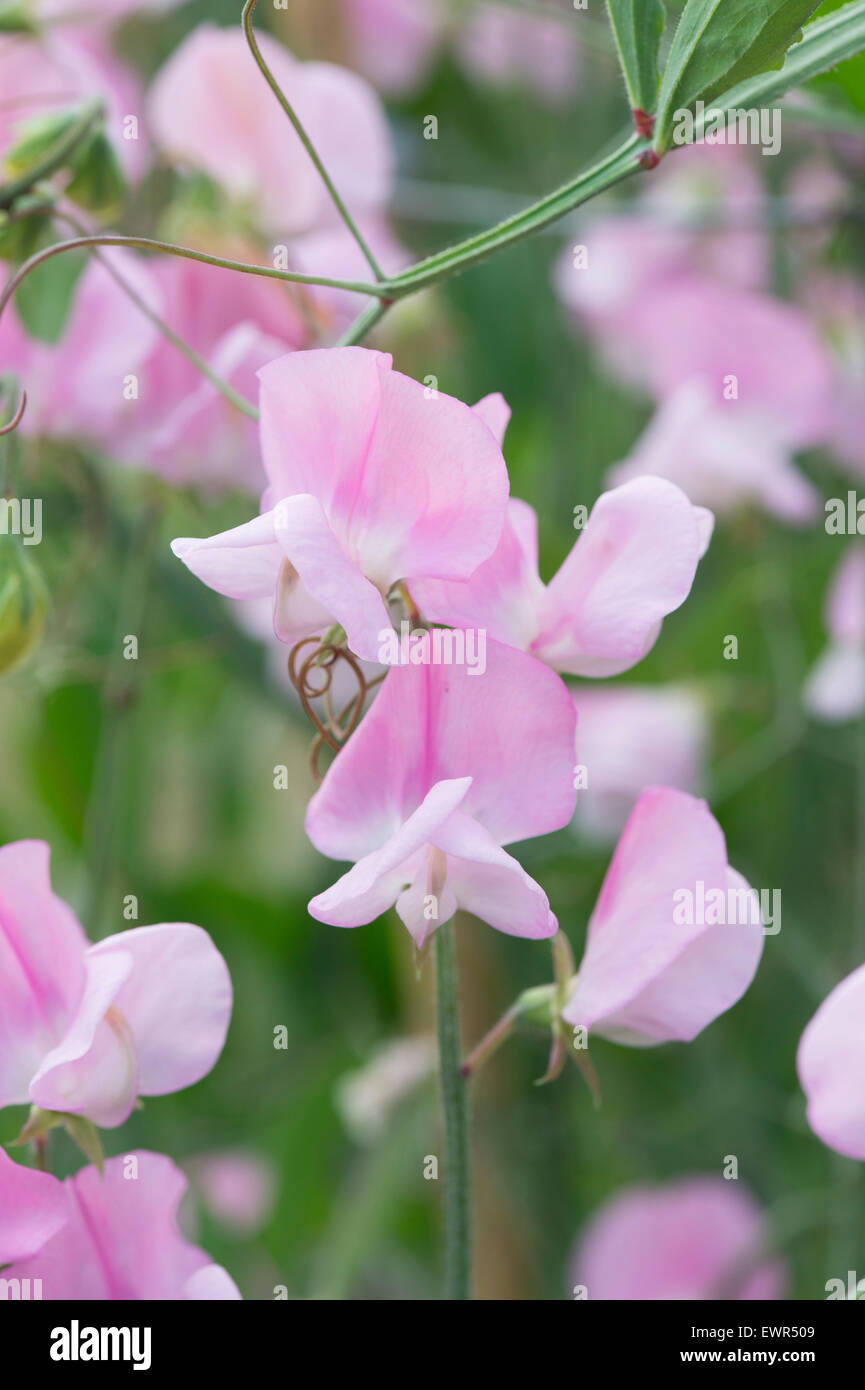 Lathyrus odoratus, Sweet pea ‘Janet Scott’ flowers Stock Photo