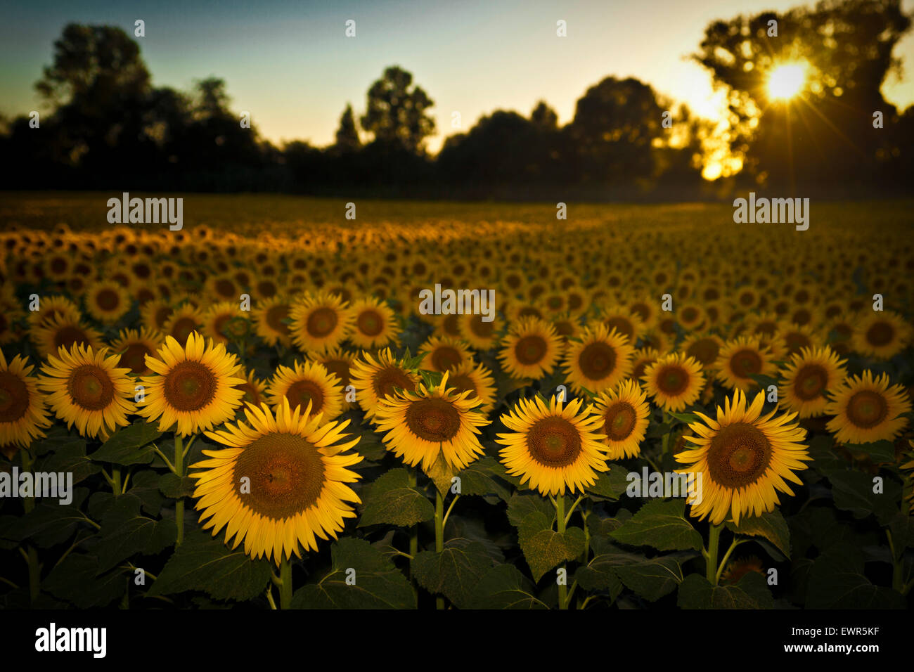 Field of sunflowers Stock Photo - Alamy