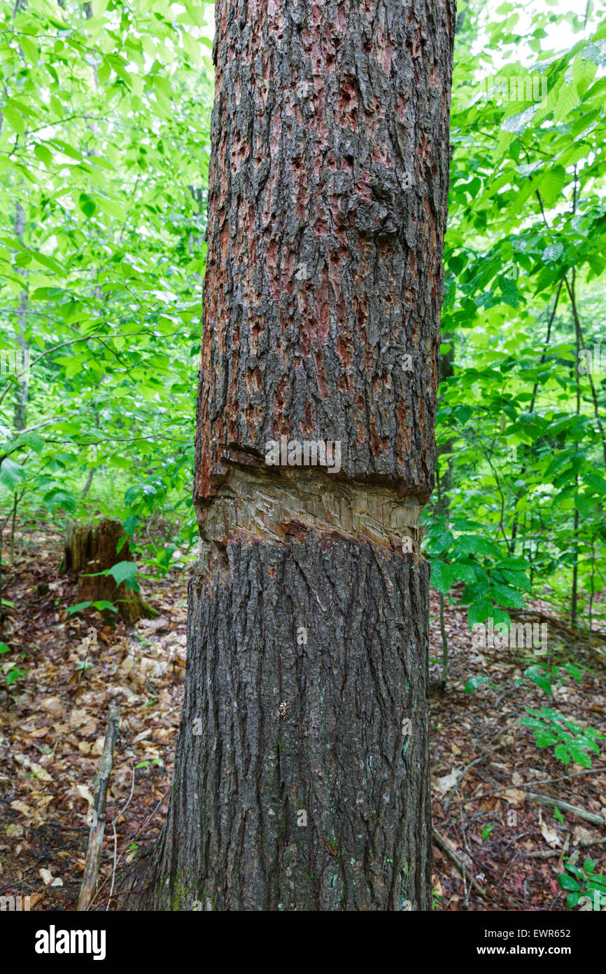 How To Kill a Tree Fast