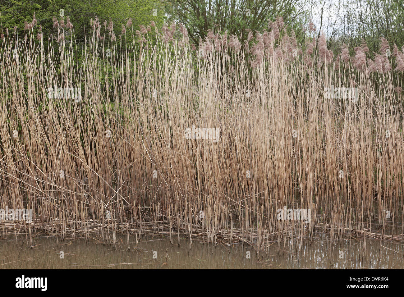 A reed bed on the Oxford canal at Aynho. Excessive reed beds have a
