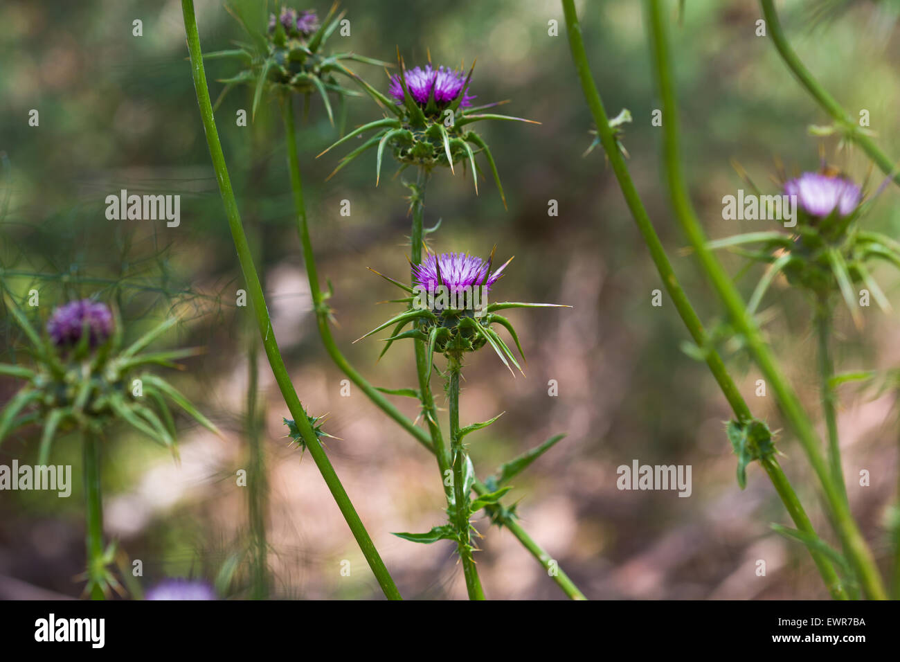 background of blooming purple flowers closeup Stock Photo - Alamy