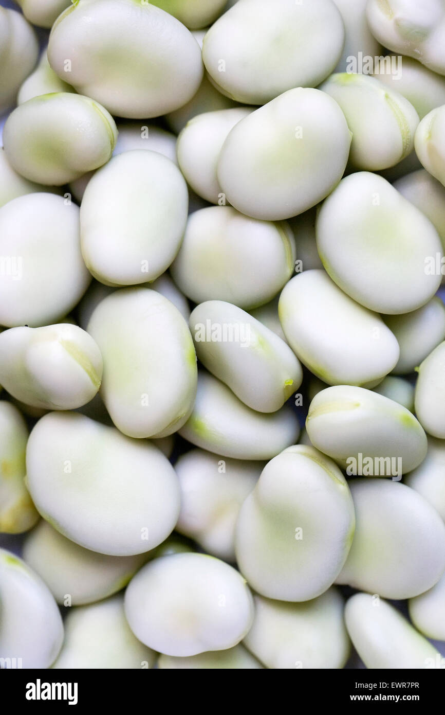 Vicia faba. Freshly podded broad beans. Stock Photo