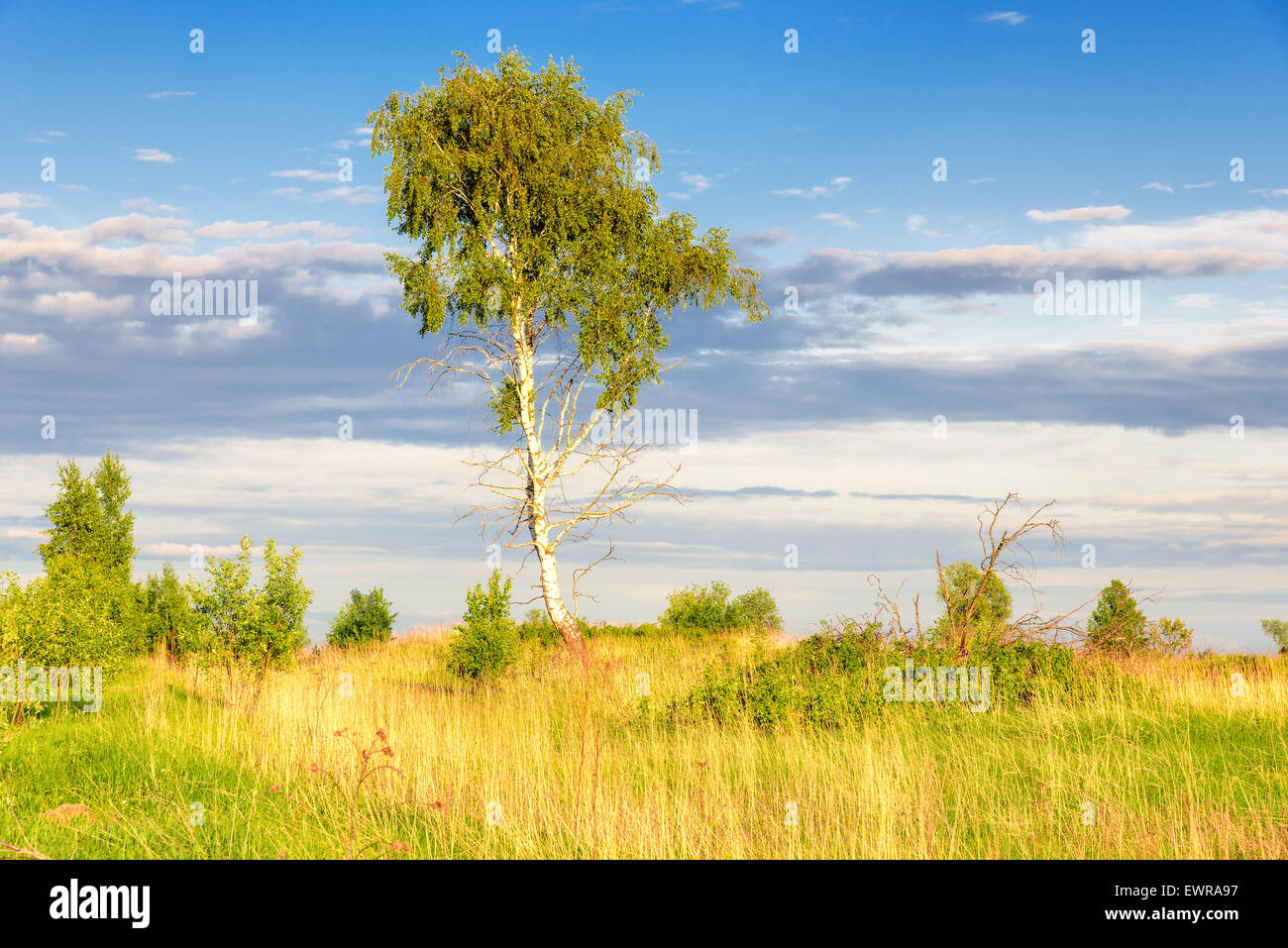 Yellow and green field with lone silver birch tree and white cloud Stock Photo