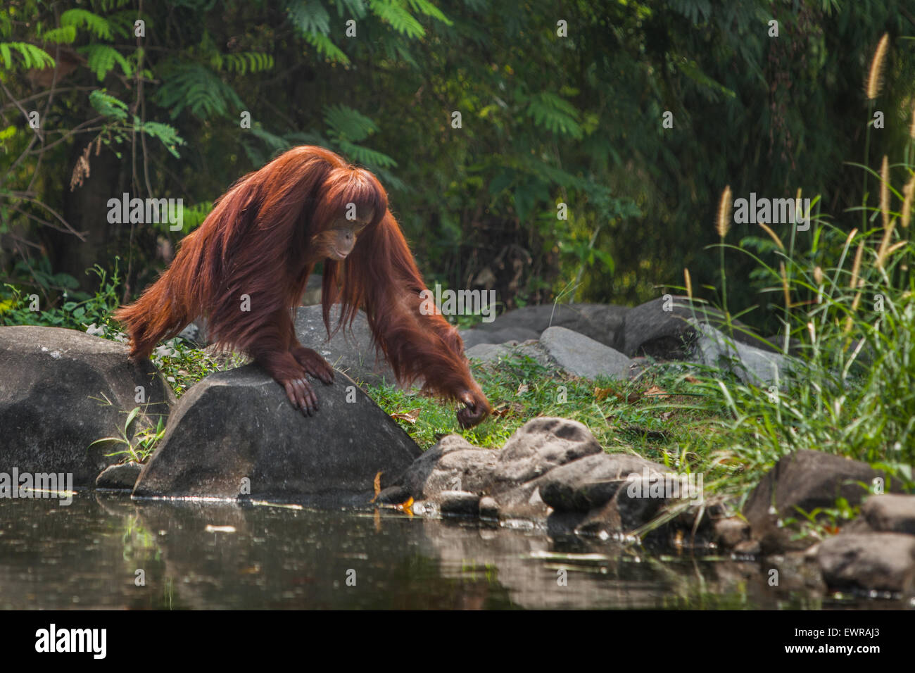 Sumatran orangutan (Pongo abelii) at Schmutzer Primate Centre, Ragunan Zoo, Jakarta. Stock Photo