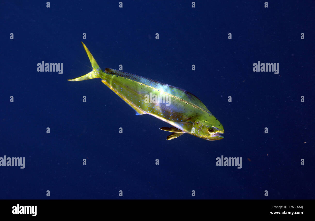 Mahi mahi hires stock photography and images Alamy