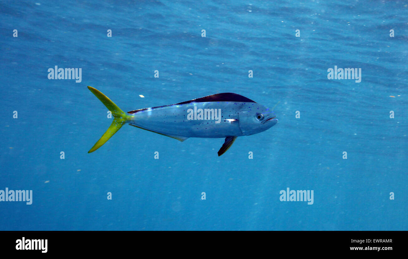 Mahi mahi hires stock photography and images Alamy