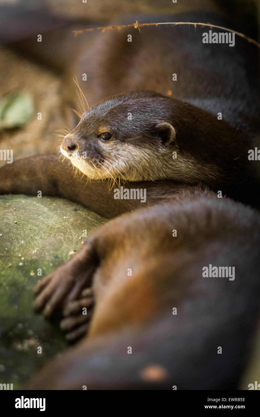 Hairy nosed otter hi-res stock photography and images - Alamy
