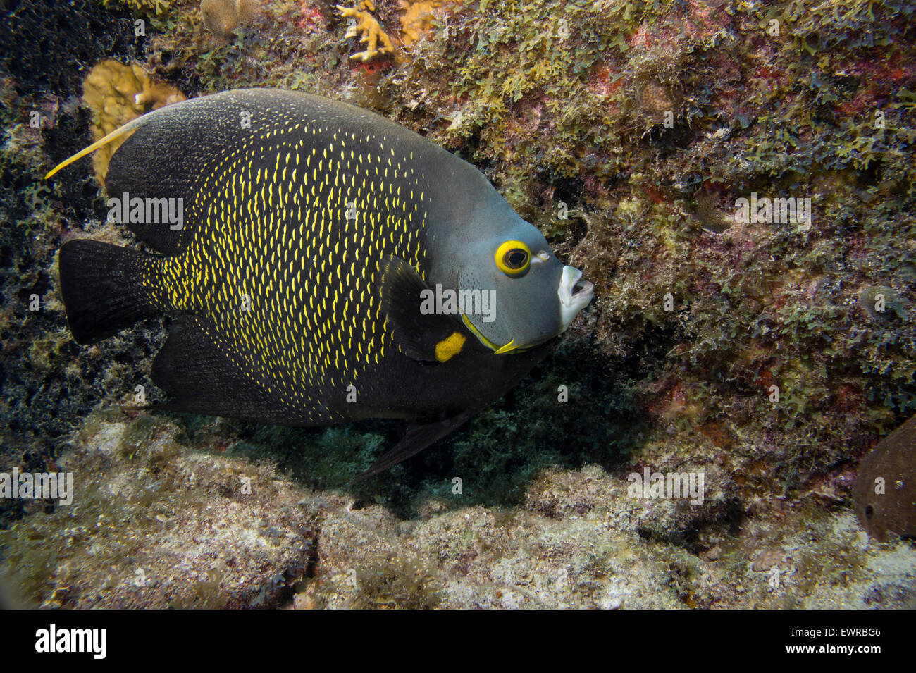 French angelfish on a coral reef in Key Largo. Stock Photo