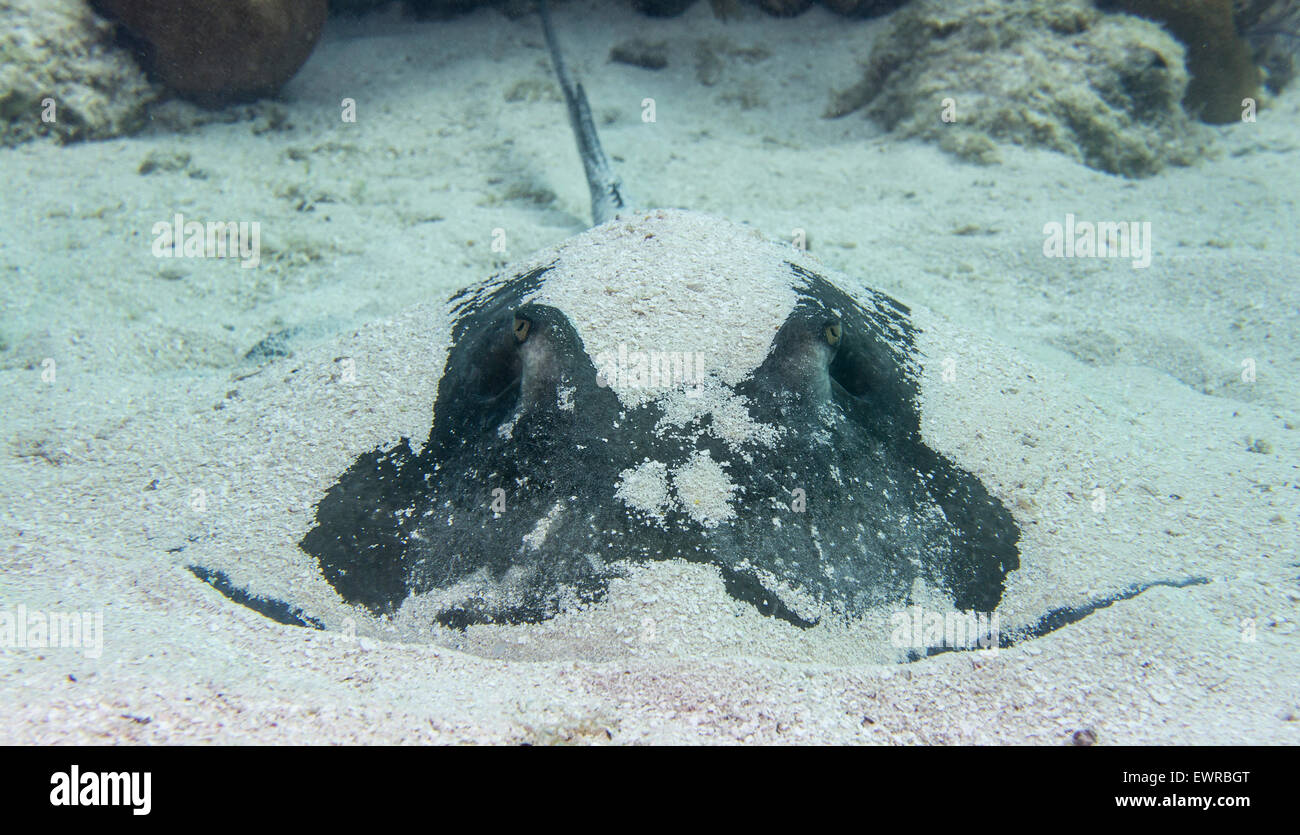 Southern stingray rests on ocean floor. Stock Photo