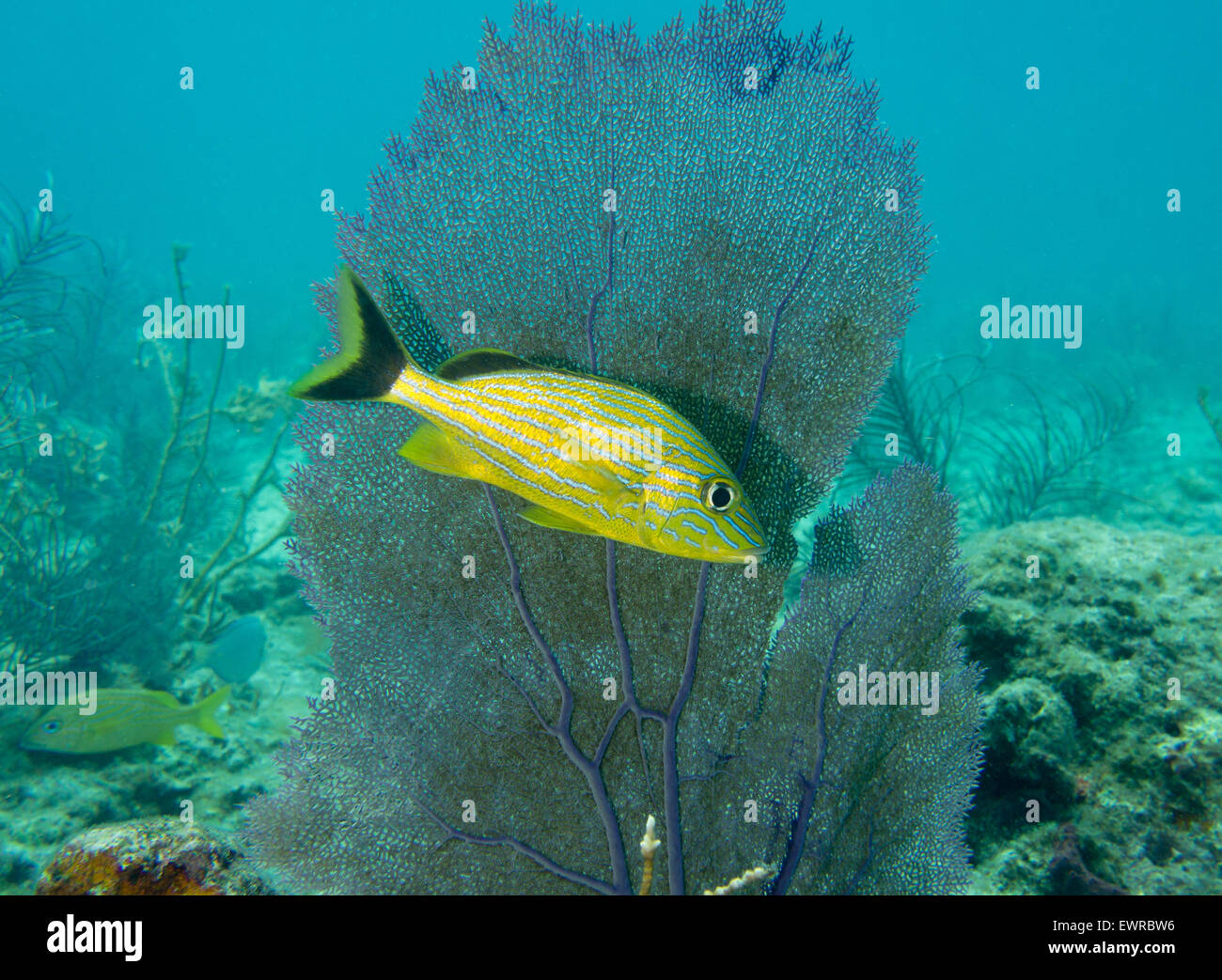 Solitary grunt in the shadow of a Sea fan. Stock Photo
