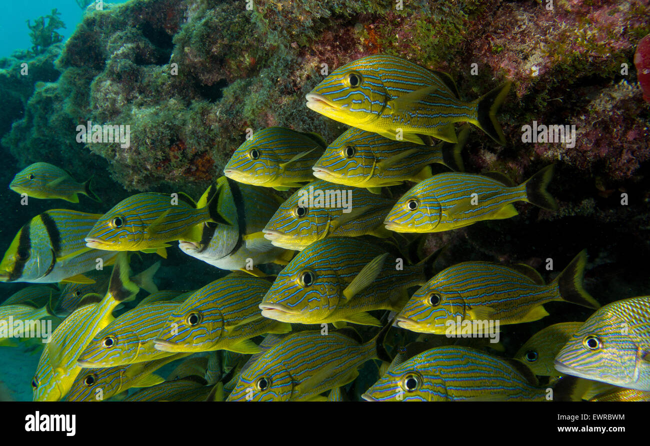 Schooling fish on a coral reef in the Florida Keys. Stock Photo