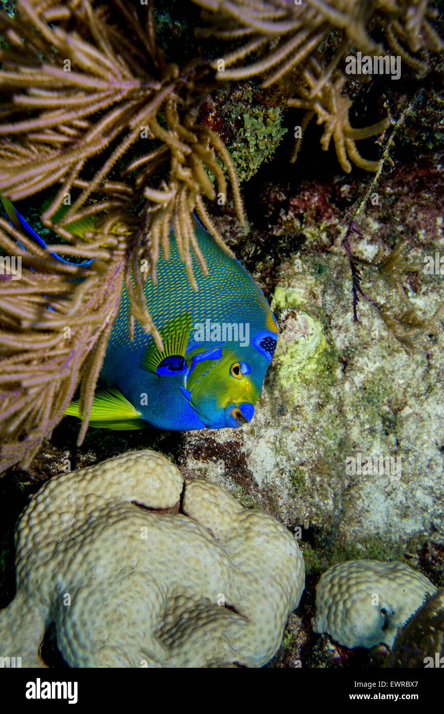 Queen angelfish peers at photographer. Stock Photo