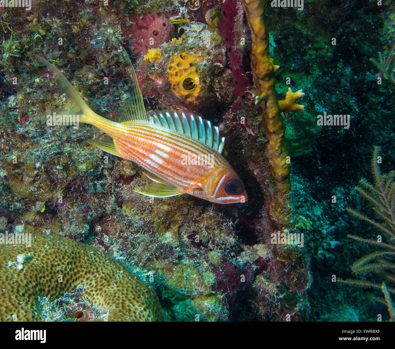 Shy Squirrelfish hides in the shadow of a piece of Fire coral. Stock Photo