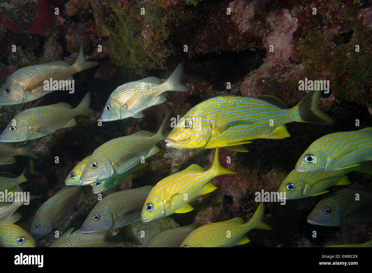 Schooling grunts on a coral reef in Key Largo. Stock Photo