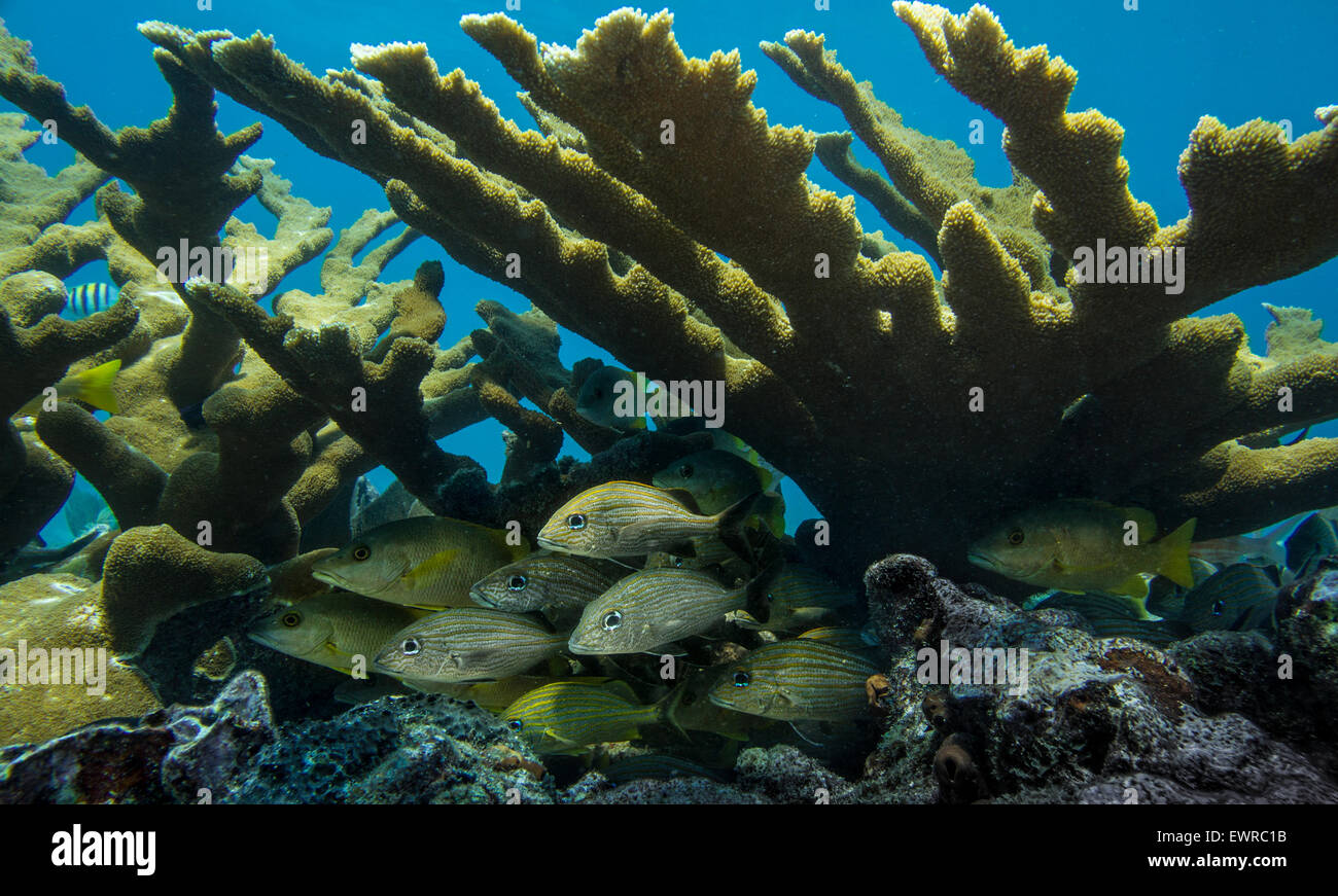 Fish school under a stand of Elkhorn coral. Stock Photo