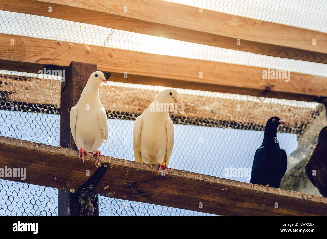 Doves in a cage Stock Photo Alamy