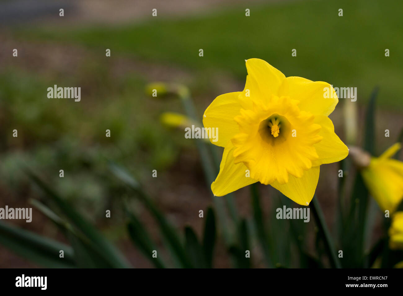 Yellow Daffodil flower Stock Photo Alamy