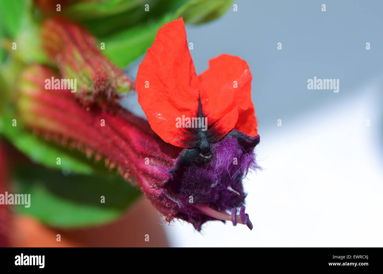 Cuphea llavea, torpedo, bat faced flower Stock Photo