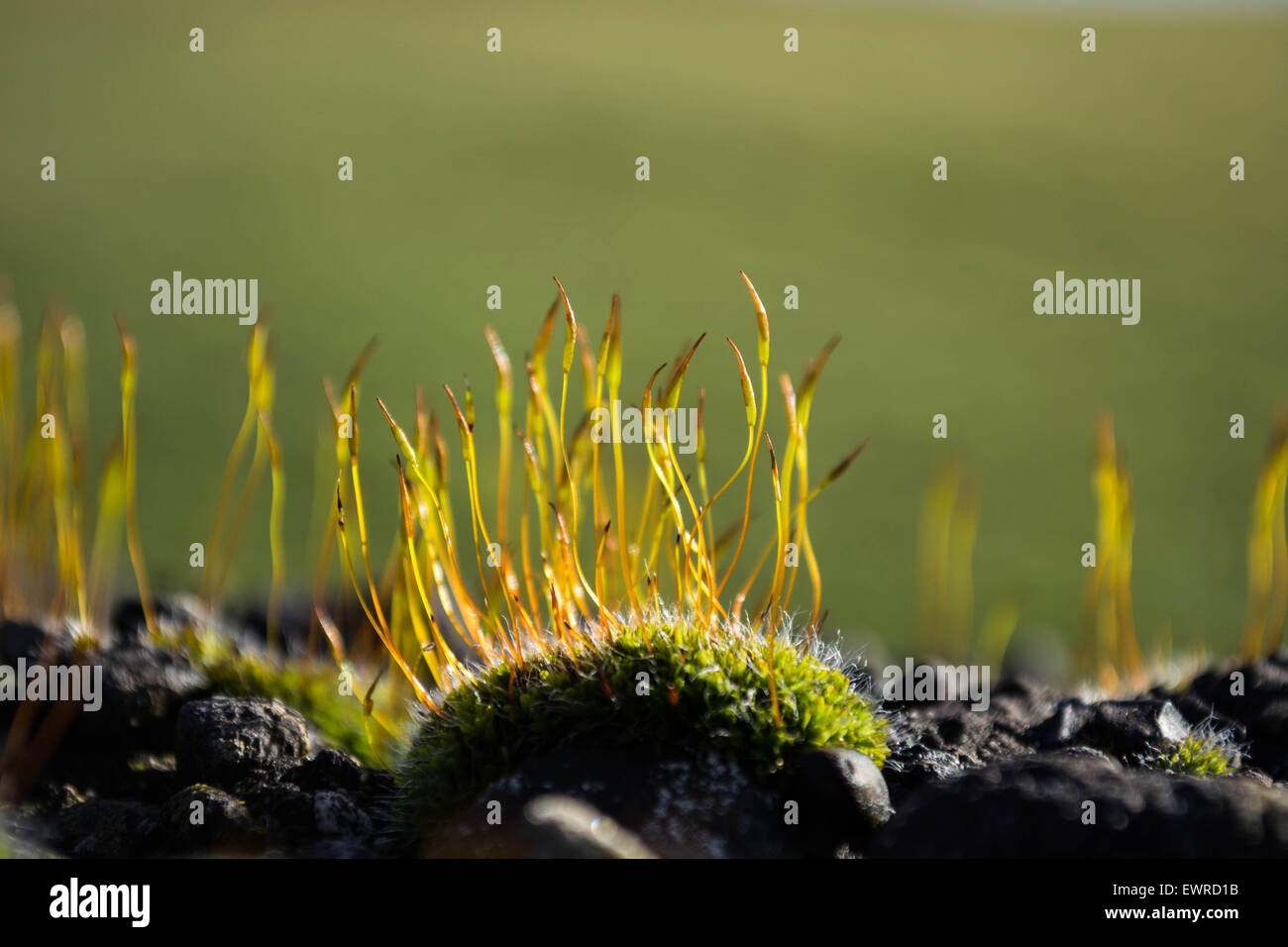 Green moss sporangia close up of on a country wall with blurred background Stock Photo