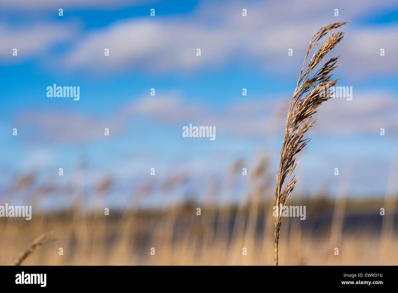 Nature background, single reed blue sky and lake Stock Photo - Alamy