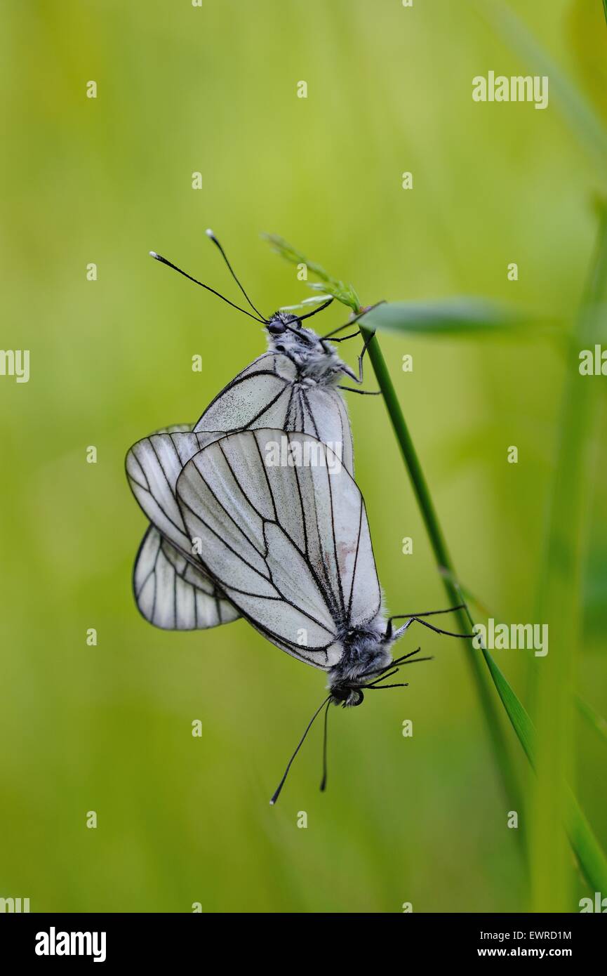 close up of black-veined white butterfly on flowery  field background Stock Photo