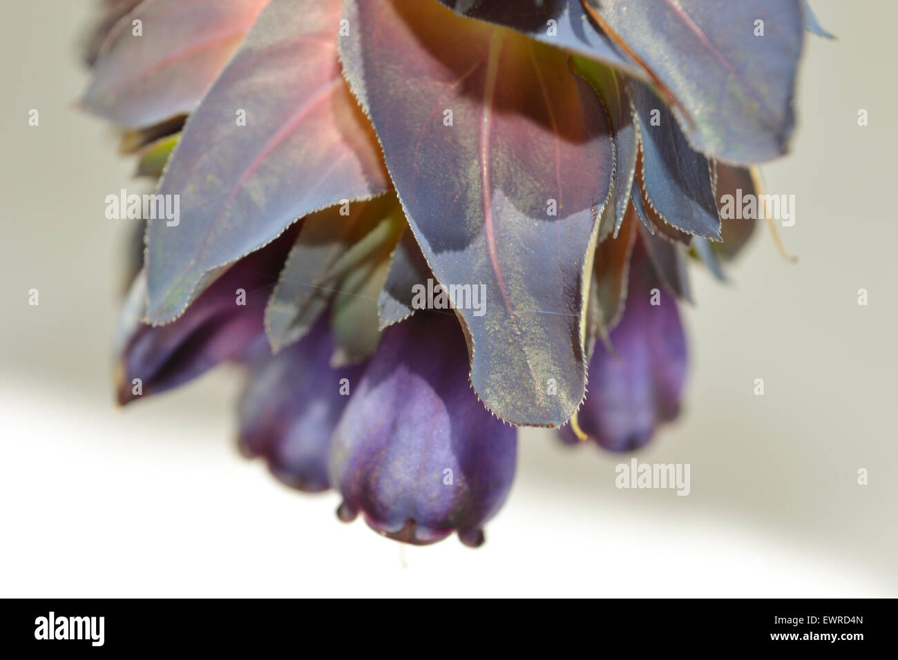 Cerinthe major var. purpurascens (blue honeywort) Stock Photo