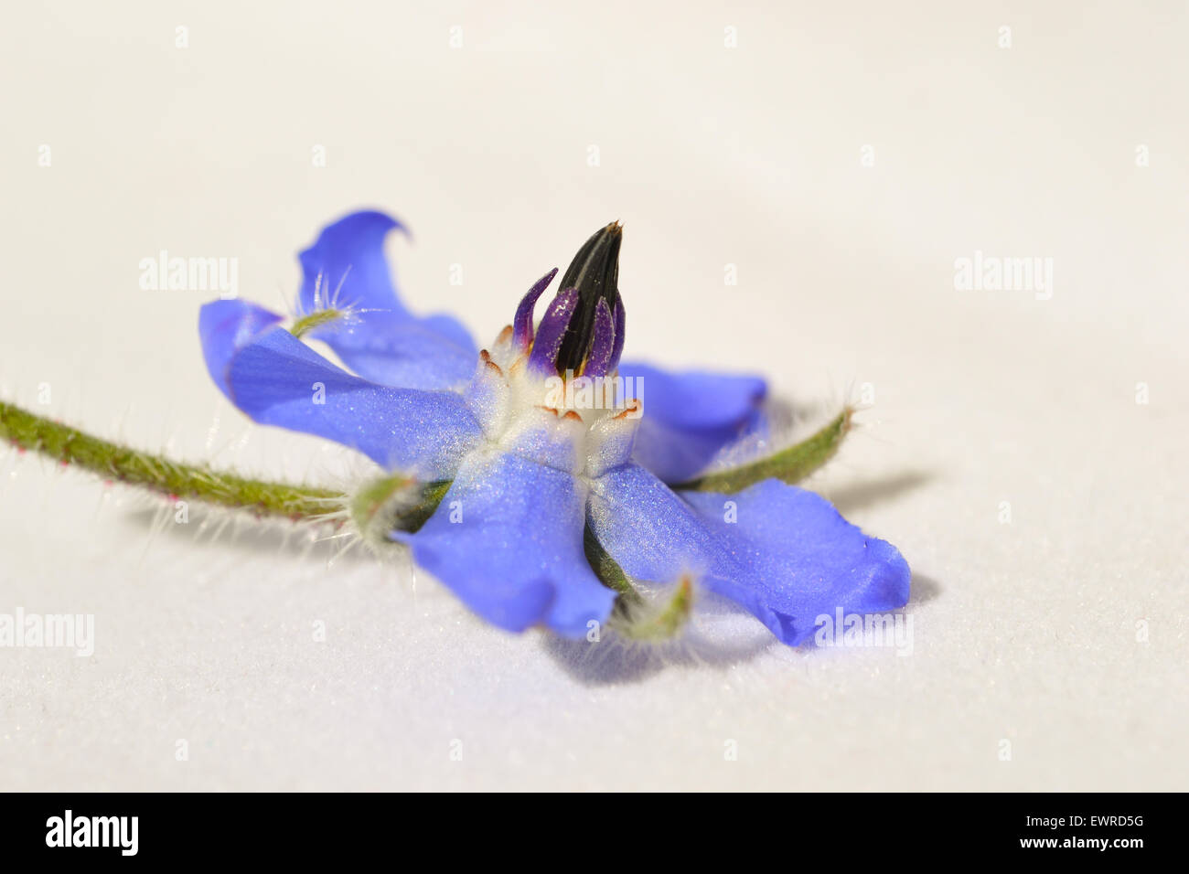 Borage flower (Borago officinalis) isolated on white background Stock Photo