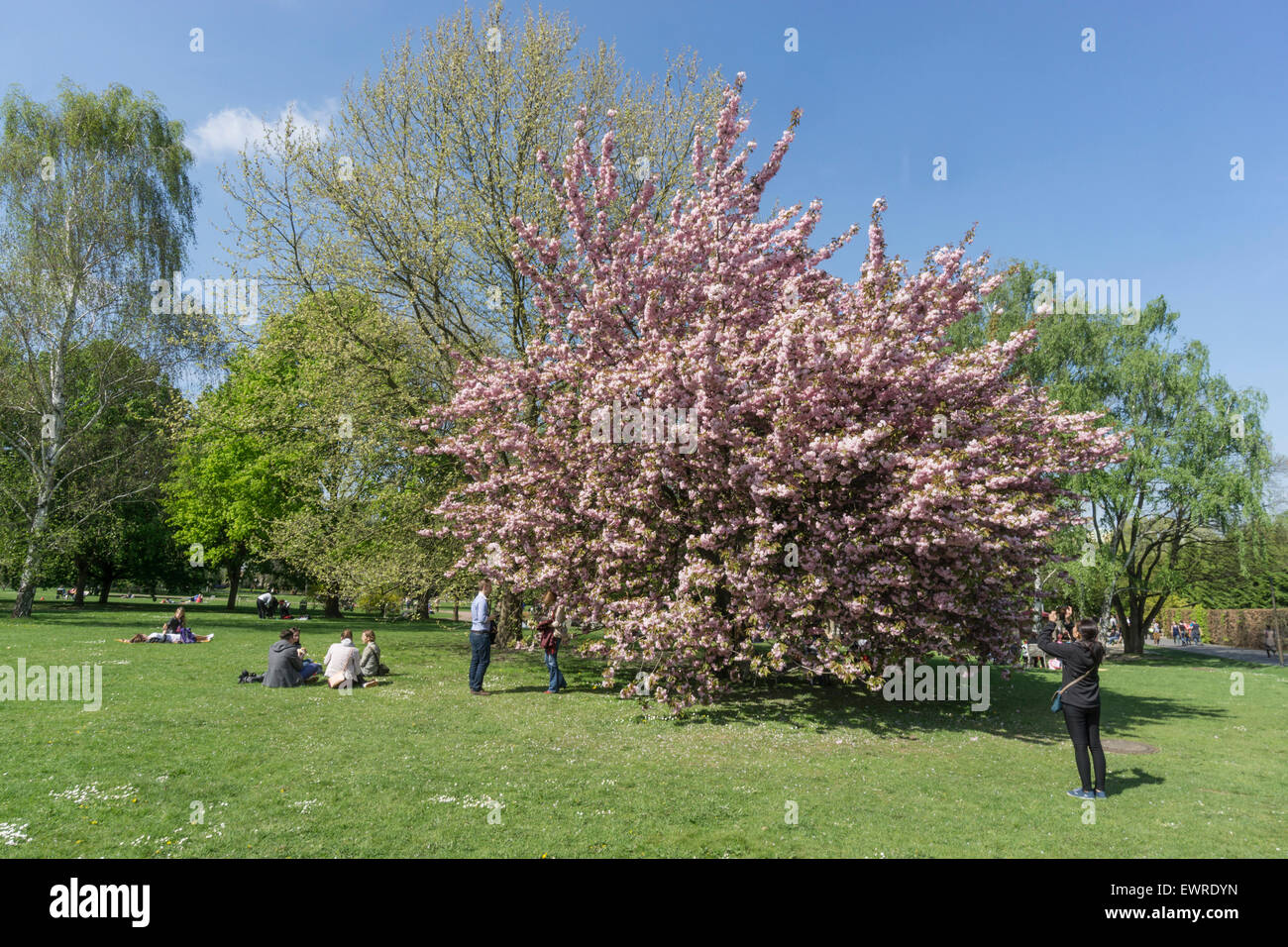 Cherry Blossom in the  GARDEN OF THE WORLD, recreational park , Mazahn, Berlin Stock Photo