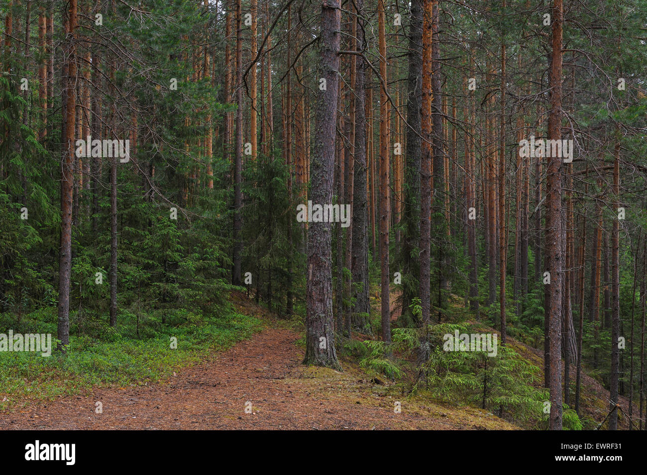 Pine tree forest landscape hi-res stock photography and images - Alamy