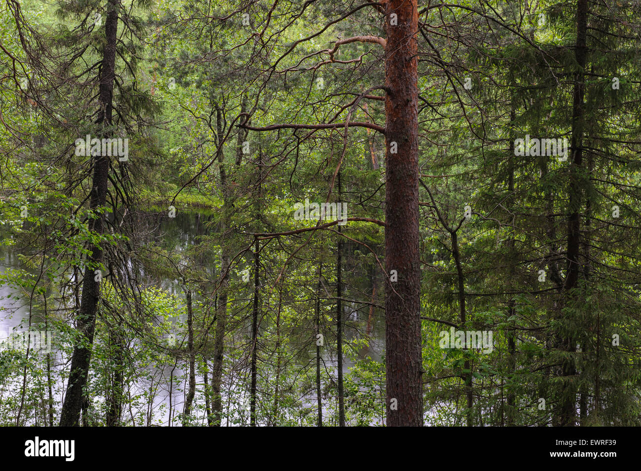 View of pine tree forest. Landscape. Stock Photo