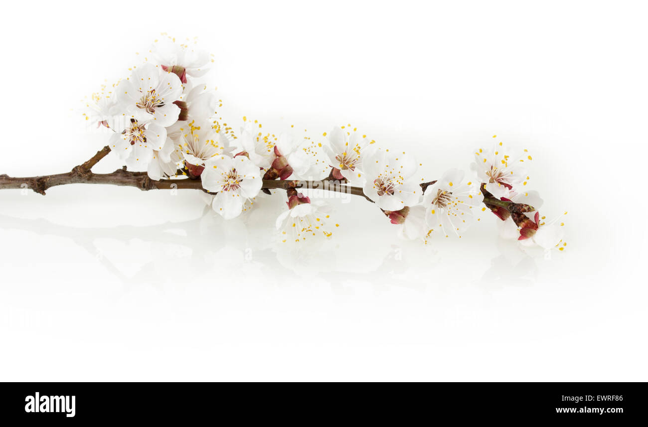 cherry blooming isolated on the white background Stock Photo - Alamy