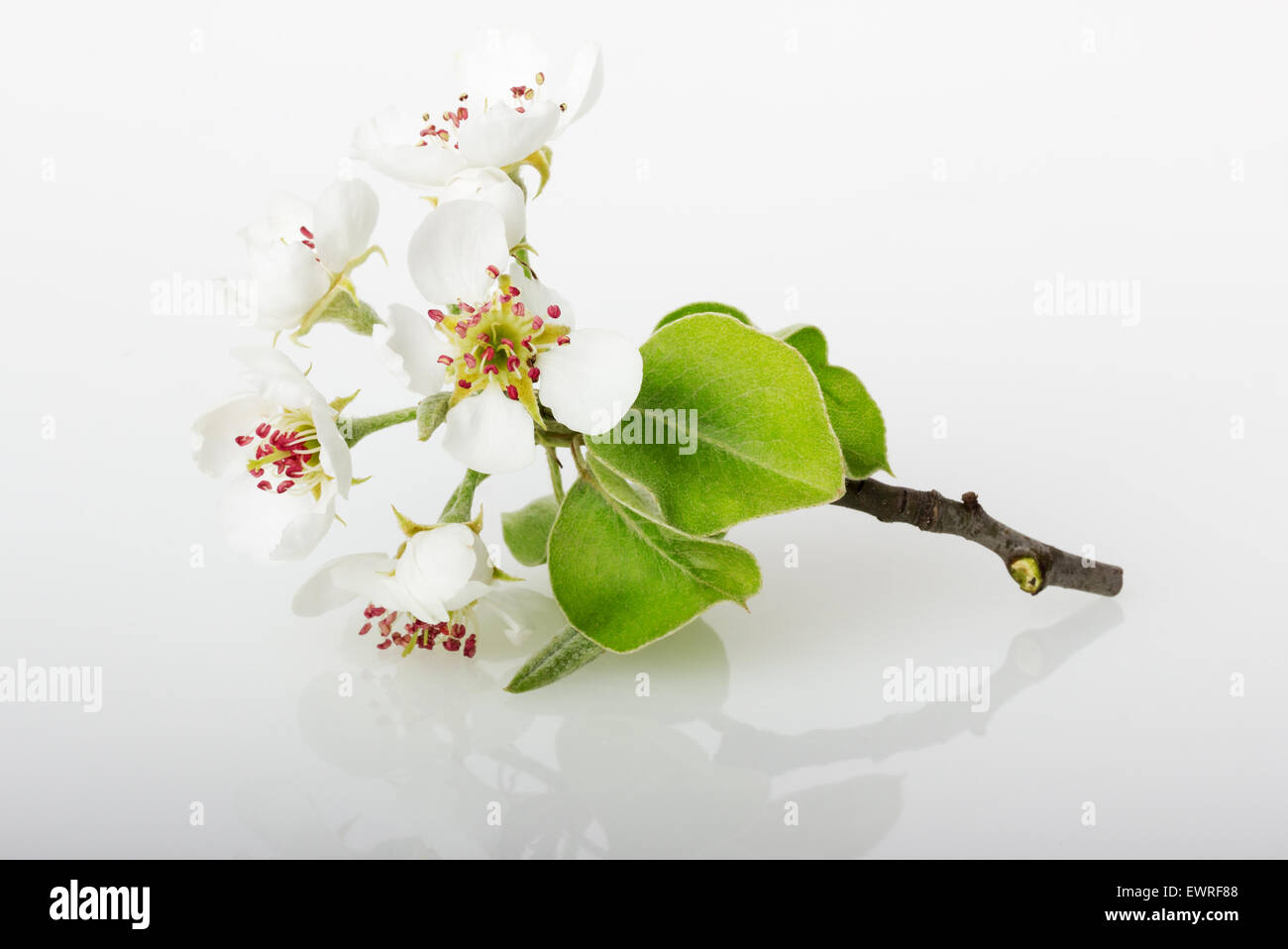 apple blooming isolated on the white background. Stock Photo