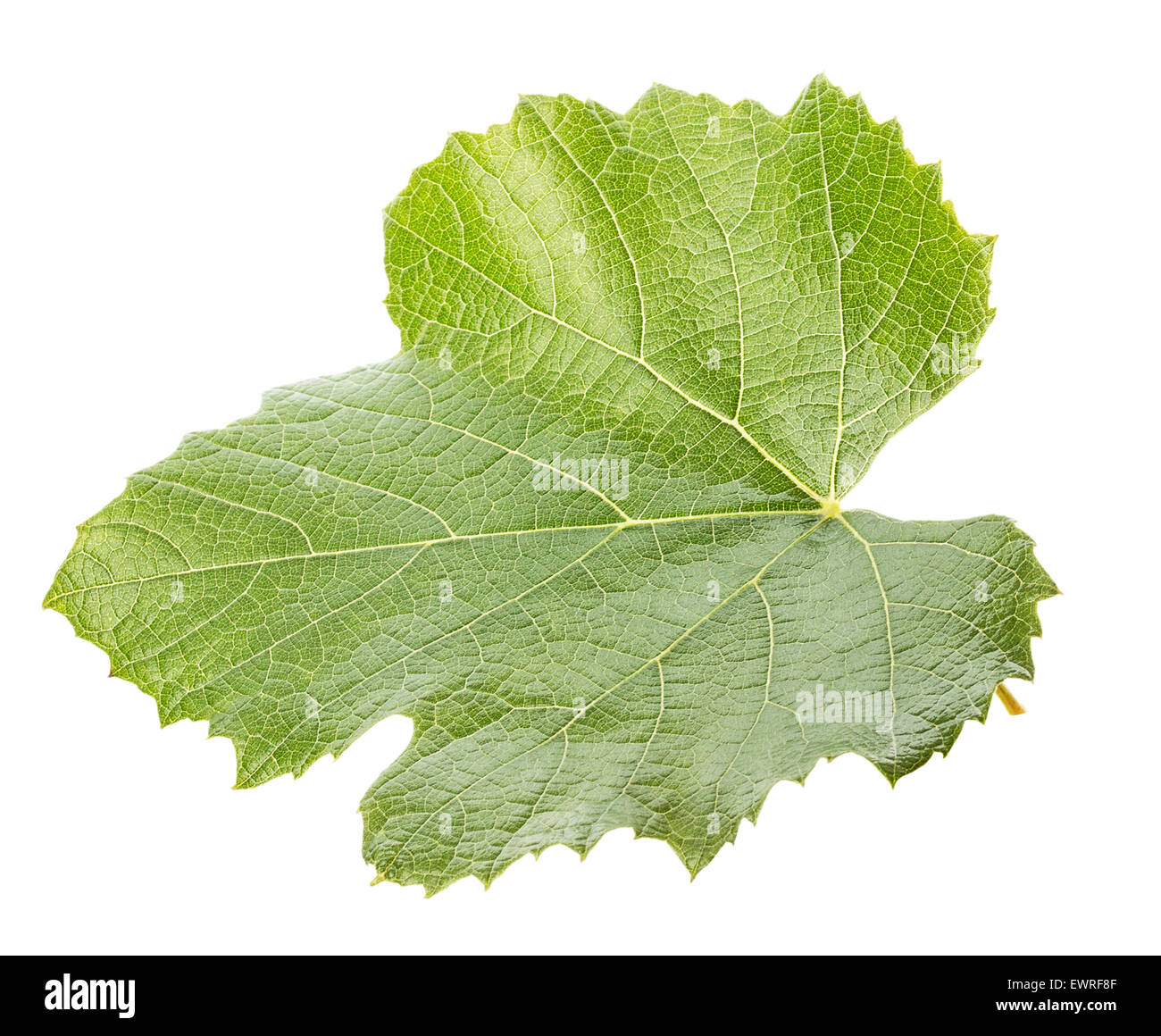 grape leave isolated on the white background. Stock Photo