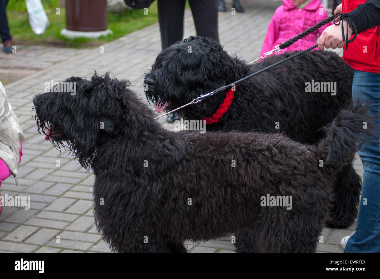 Russian Rabies Dog Russian Police Dog Breeds