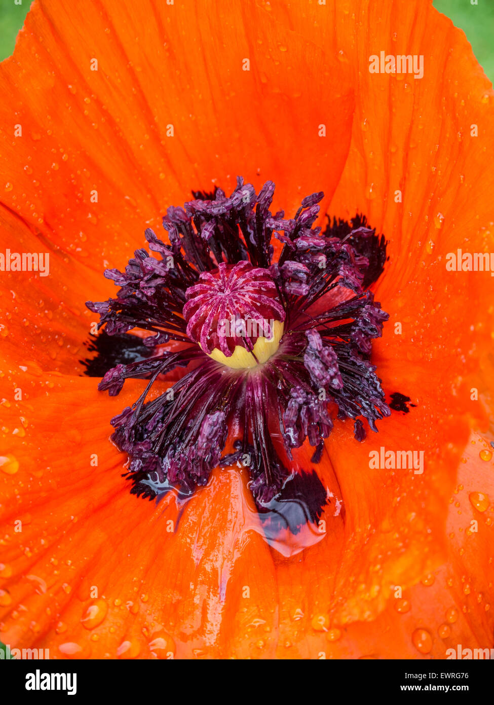 Papaver orientalis 'Brilliant' flower Stock Photo