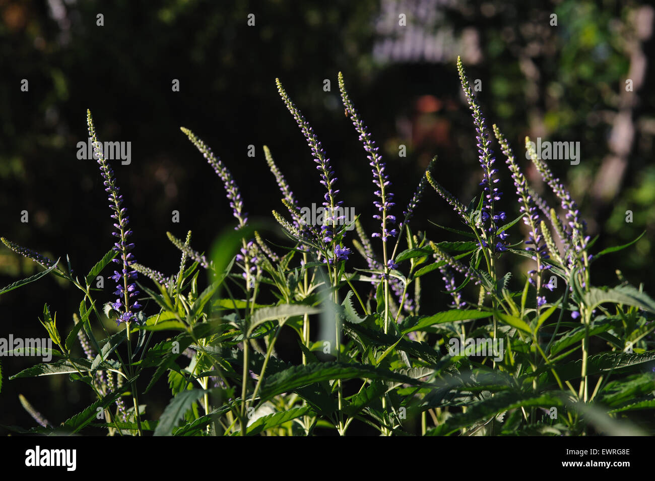 Veronica flowers by the evenings sun. Stock Photo
